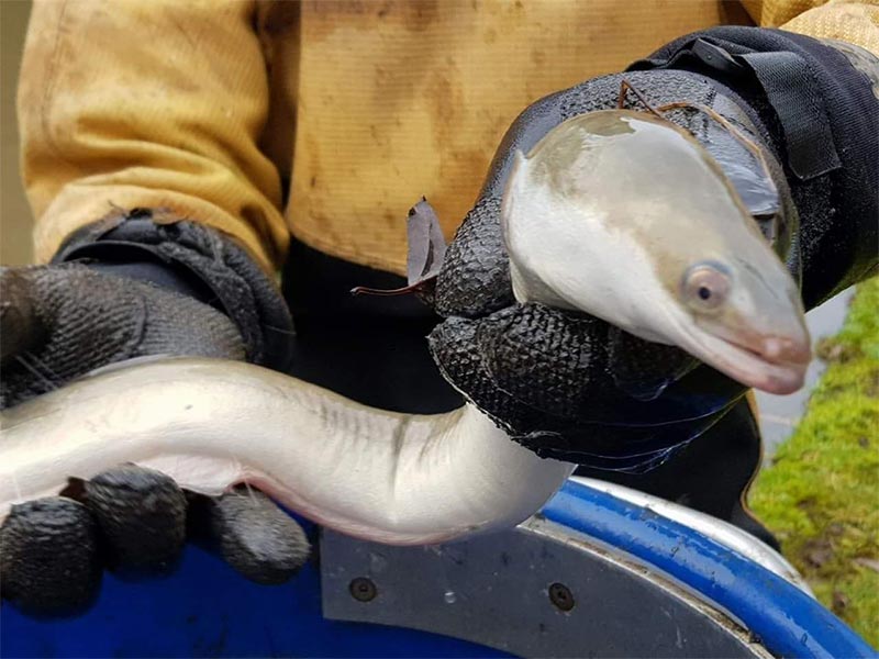 consultancy-Eel